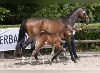 Trakehner, Stallion, Foal (04/2025), Brown