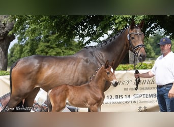 Trakehner, Stallion, Foal (04/2025), Brown