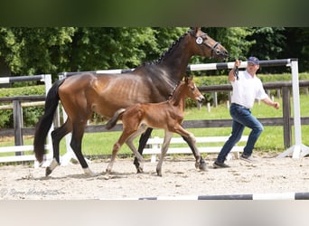 Trakehner, Stallion, Foal (04/2025), Brown