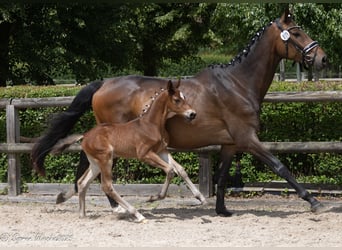 Trakehner, Stallion, Foal (04/2025), Brown