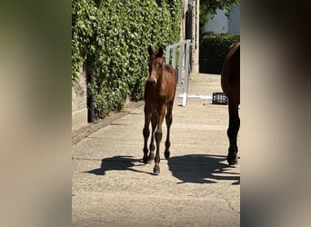 Trakehner, Stallion, Foal (03/2026), Brown