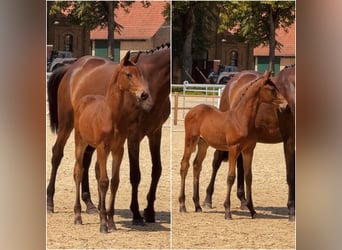 Trakehner, Stallion, Foal (03/2026), Brown