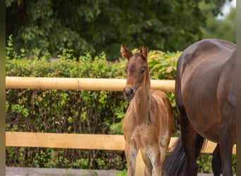 Trakehner, Stallion, Foal (04/2026), Brown