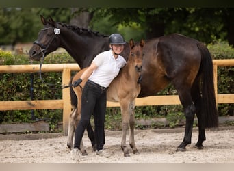 Trakehner, Stallion, Foal (04/2026), Brown