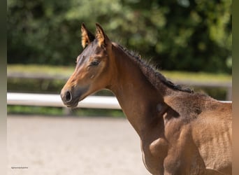 Trakehner, Stallion, Foal (04/2026), Brown