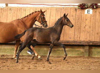 Trakehner, Stallion, Foal (05/2026), Brown