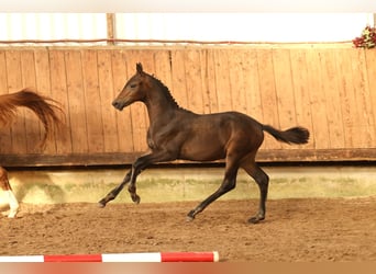 Trakehner, Stallion, Foal (05/2026), Brown
