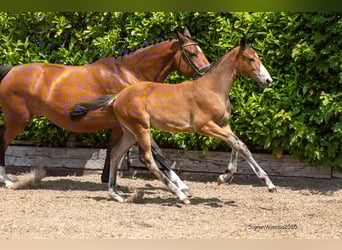 Trakehner, Stallion, , Brown