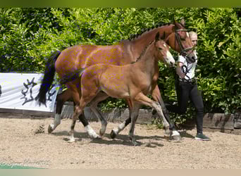 Trakehner, Stallion, , Brown