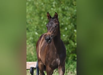 Trakehner, Stallion, Foal (03/2024), Brown