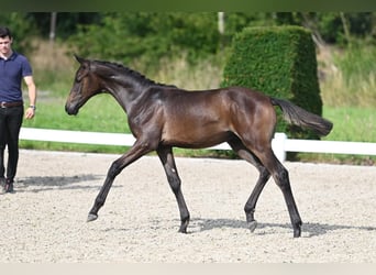 Trakehner, Stallion, Foal (03/2024), Brown