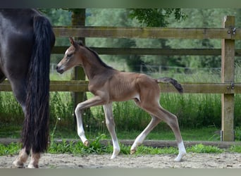 Trakehner, Stallion, , Brown