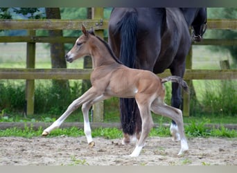 Trakehner, Stallion, , Brown