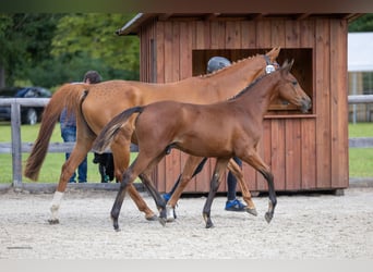Trakehner, Stallion, Foal (03/2026), Brown