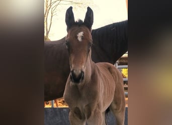 Trakehner, Stallion, Foal (04/2025), Brown