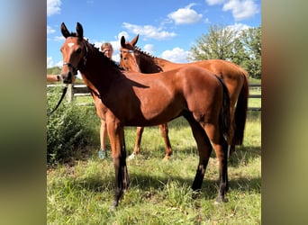 Trakehner, Stallion, Foal (05/2026), Brown