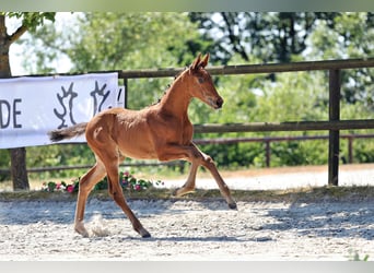 Trakehner, Stallion, Foal (05/2026), Brown
