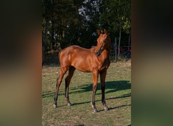 Trakehner, Stallion, Foal (05/2026), Brown