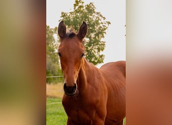 Trakehner, Stallion, Foal (05/2026), Brown