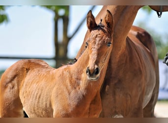 Trakehner, Stallion, Foal (05/2026), Brown