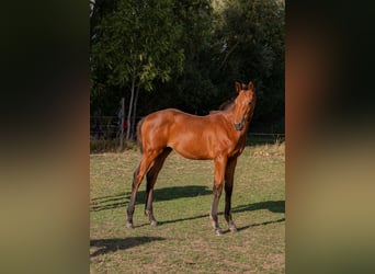 Trakehner, Stallion, Foal (05/2026), Brown