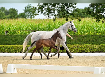 Trakehner, Stallion, Foal (06/2026), Can be white