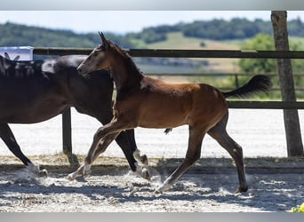 Trakehner, Stallion, Foal (03/2025), Can be white