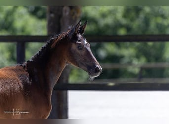 Trakehner, Stallion, Foal (03/2025), Can be white