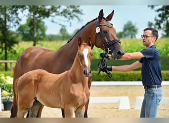 Trakehner, Stallion, Foal (05/2026), Chestnut