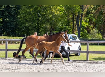 Trakehner, Stallion, Foal (05/2025), Chestnut