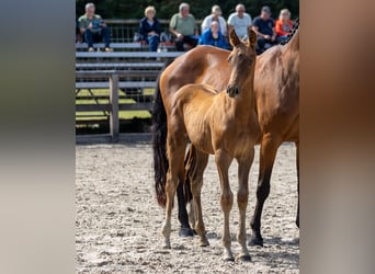 Trakehner, Stallion, Foal (05/2025), Chestnut