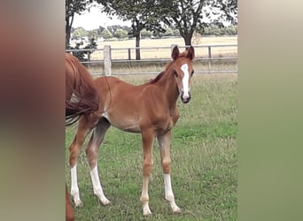 Trakehner, Stallion, Foal (06/2023), Chestnut