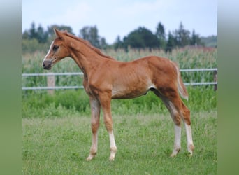 Trakehner, Stallion, Foal (06/2023), Chestnut