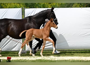 Trakehner, Stallion, Foal (05/2025), Chestnut-Red