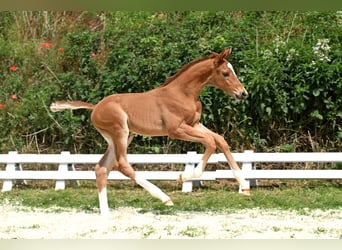 Trakehner, Stallion, Foal (05/2025), Chestnut-Red