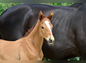 Trakehner, Stallion, Foal (05/2025), Chestnut-Red