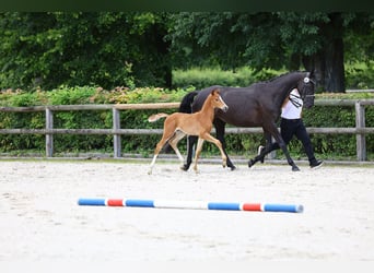 Trakehner, Stallion, Foal (01/2024), Chestnut-Red