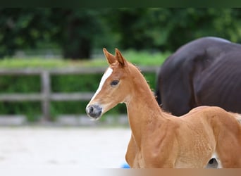 Trakehner, Stallion, Foal (01/2024), Chestnut-Red