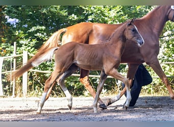 Trakehner, Stallion, Foal (05/2025), Chestnut-Red