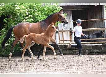 Trakehner, Stallion, Foal (04/2026), Chestnut-Red