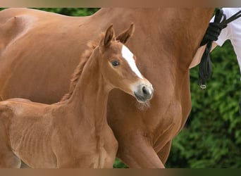 Trakehner, Stallion, Foal (06/2023), Chestnut-Red