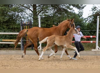 Trakehner, Stallion, Foal (05/2026), Chestnut-Red