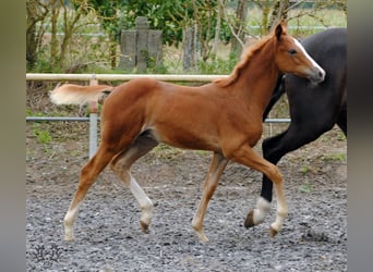 Trakehner, Stallion, Foal (05/2023), Chestnut-Red