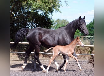 Trakehner, Stallion, Foal (05/2023), Chestnut-Red