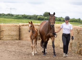 Trakehner, Stallion, Foal (04/2026), Chestnut-Red