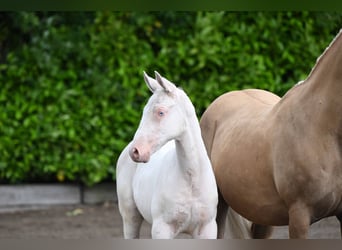 Trakehner, Stallion, Foal (04/2026), Cremello