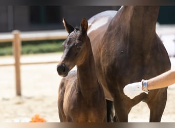 Trakehner, Stallion, Foal (01/2025)