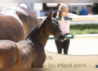 Trakehner, Stallion, Foal (01/2025)