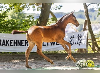 Trakehner, Stallion, Foal (05/2026)
