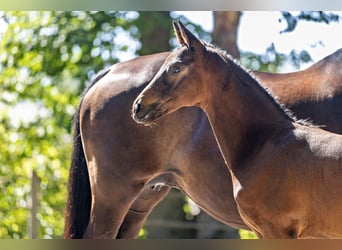 Trakehner, Stallion, Foal (05/2026)